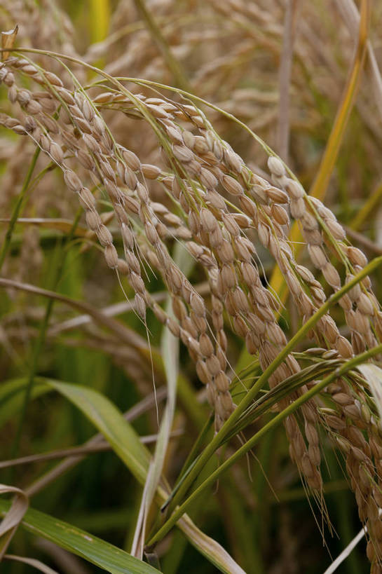 竖图,彩色,室外,特写,白天,旅游,农作物,美景,北京,中国,亚洲,图片,麦穗,首都,粮食,自然,旅游胜地,摄影,清新,东亚,海淀区,中华人民共和国,北京市,京,北平,华北地区,旅行,郊野公园,北坞公园,四季青镇,bj174