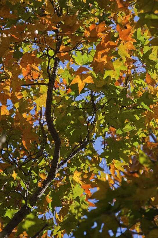 竖图,彩色,室外,特写,白天,旅游,美景,北京,中国,亚洲,图片,景观,首都,树叶,自然,旅游胜地,景色,摄影,清新,自然风光,东亚,森林公园,海淀区,中华人民共和国,北京市,京,北平,华北地区,旅行,百望山,bj174