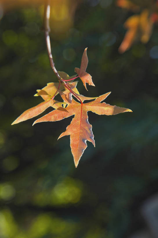 竖图,彩色,室外,特写,白天,旅游,美景,北京,中国,亚洲,图片,景观,首都,树叶,自然,旅游胜地,景色,摄影,清新,自然风光,东亚,森林公园,海淀区,中华人民共和国,北京市,京,北平,华北地区,旅行,百望山,bj174