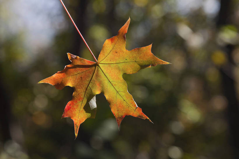 横图,彩色,室外,特写,白天,旅游,美景,北京,中国,亚洲,图片,景观,首都,树叶,自然,旅游胜地,景色,摄影,清新,自然风光,东亚,森林公园,海淀区,中华人民共和国,北京市,京,北平,华北地区,旅行,百望山,bj174