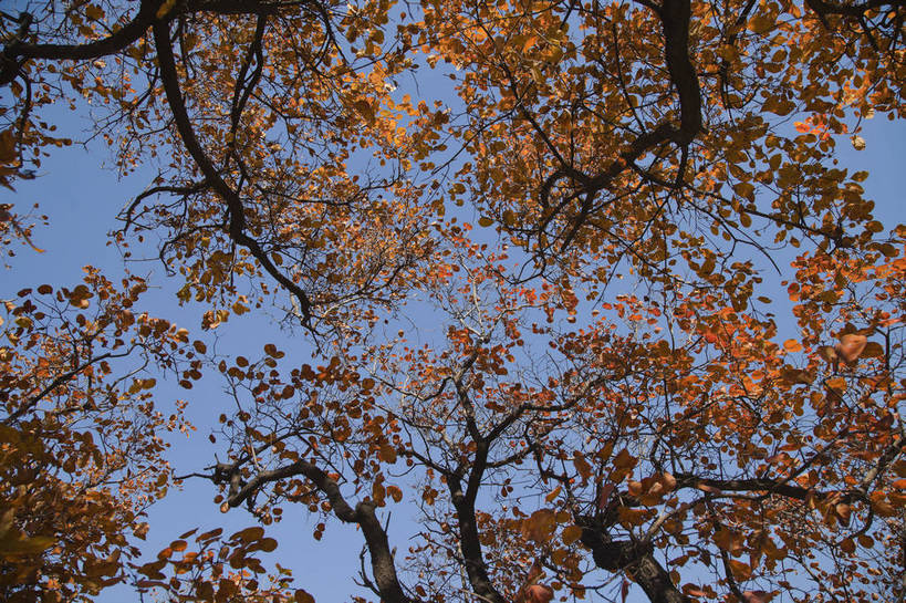 横图,彩色,室外,特写,白天,旅游,美景,北京,中国,亚洲,图片,景观,首都,树叶,自然,旅游胜地,景色,摄影,清新,自然风光,东亚,森林公园,海淀区,中华人民共和国,北京市,京,北平,华北地区,旅行,百望山,bj174