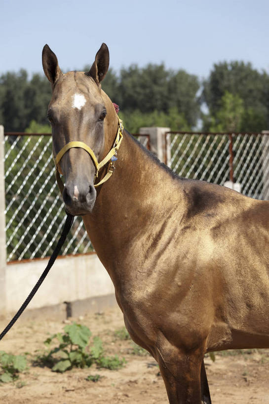 健壮,竖图,彩色,室外,特写,白天,马,野生动物,北京,中国,图片,动物,运输,摄影,牲畜,马头,名贵,赛马,阿哈尔捷金马,大宛良马,汗血宝马,汗血马,bj174