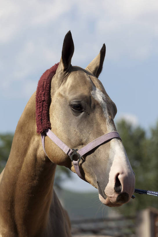 健壮,竖图,彩色,室外,特写,白天,马,野生动物,北京,中国,图片,动物,运输,摄影,牲畜,马头,名贵,赛马,阿哈尔捷金马,大宛良马,汗血宝马,汗血马,bj174