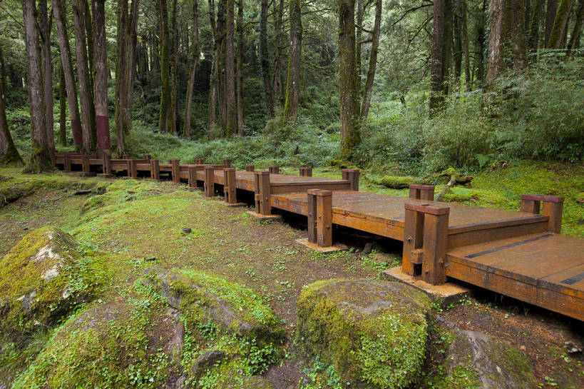 无人,横图,彩色,室外,白天,旅游,度假,美景,森林,道路,路,台湾,中国,木板,图片,小路,交通,娱乐,石板路,自然,享受,休闲,旅游胜地,放松,摄影,阿里山,旅行,bj174