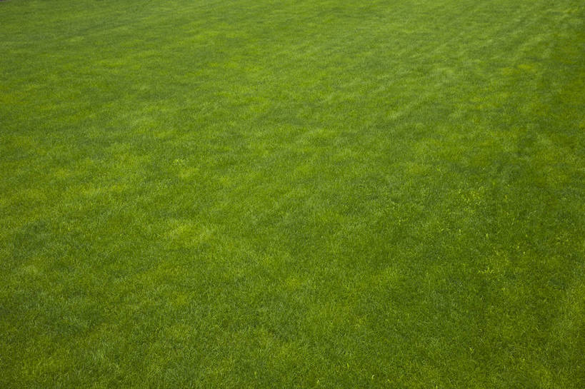 横图,彩色,室外,特写,白天,旅游,草坪,美景,北京,中国,图片,草,自然,绿地,旅游胜地,摄影,清新,铺满,旅行,bj174