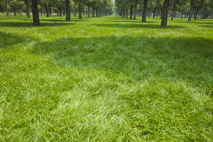 横图,彩色,室外,特写,白天,旅游,草坪,美景,树林,北京,中国,图片,草,自然,绿地,旅游胜地,摄影,清新,铺满,旅行,bj174