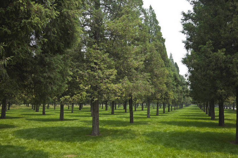 横图,彩色,室外,特写,白天,旅游,草坪,美景,树林,北京,中国,图片,草,自然,绿地,旅游胜地,摄影,清新,铺满,旅行,bj174
