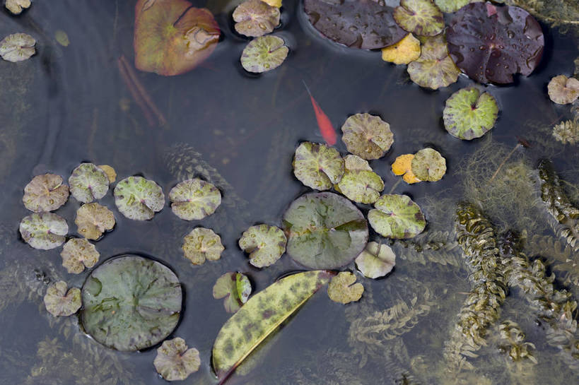 无人,横图,彩色,室外,白天,植物,生气,清澈,池塘,水池,水塘,荷叶,水草,绿色,倒影,自然,活力,摄影,朝气,茂盛,生长,生机,希望,水藻,水生植物,外景,bj174