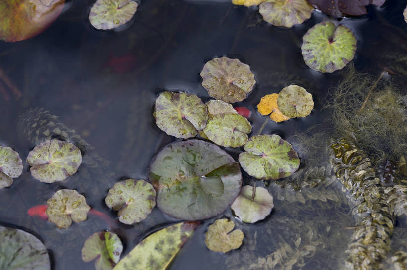 无人,横图,彩色,室外,白天,植物,生气,清澈,池塘,水池,水塘,荷叶,水草,绿色,倒影,自然,活力,摄影,朝气,茂盛,生长,生机,希望,水藻,水生植物,外景,bj174