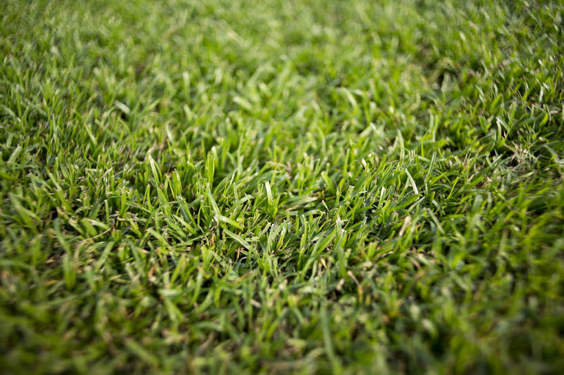 无人,横图,彩色,室外,白天,草地,草坪,植物,草,绿色,茂密,摄影,茂盛,生长,生机,绿草,外景,顽强,娇嫩,bj174