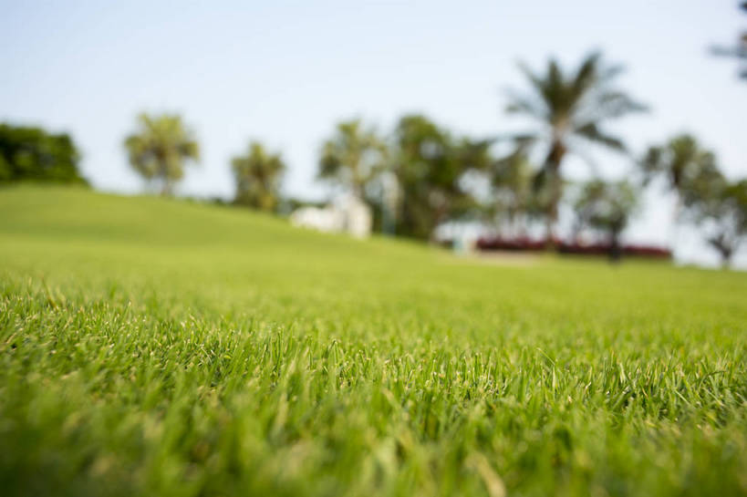 无人,横图,彩色,室外,白天,草地,草坪,植物,棕榈树,生气,树木,绿色,白云,蓝天,天空,活力,茂密,摄影,朝气,茂盛,生长,晴天,生机,希望,风光,绿草,外景,顽强,娇嫩,椰子树,bj174