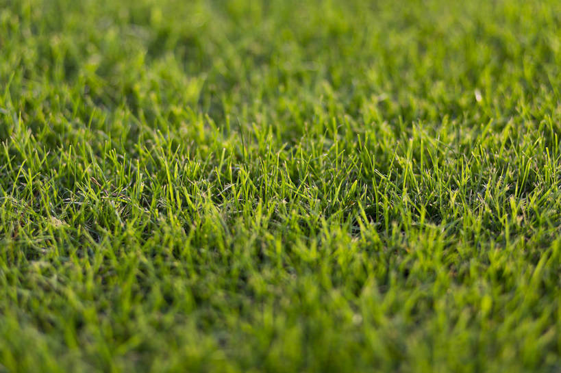 无人,横图,彩色,室外,白天,草地,草坪,植物,生气,草,绿色,自然,活力,茂密,摄影,朝气,茂盛,生长,生机,希望,绿草,外景,顽强,娇嫩,bj174