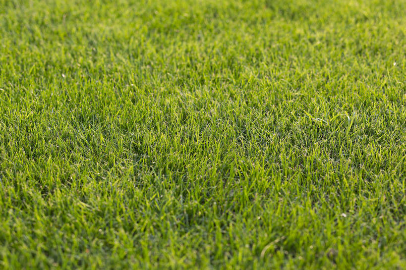 无人,横图,彩色,室外,白天,草地,草坪,植物,生气,草,绿色,自然,活力,茂密,摄影,朝气,茂盛,生长,生机,希望,绿草,外景,顽强,娇嫩,bj174