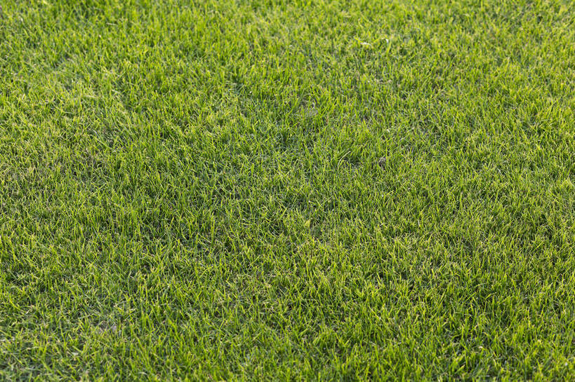 无人,横图,彩色,室外,白天,草地,草坪,植物,生气,草,绿色,自然,活力,茂密,摄影,朝气,茂盛,生长,生机,希望,绿草,外景,顽强,娇嫩,bj174