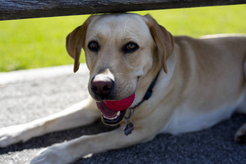 无人,伙伴,朋友,横图,彩色,室外,白天,友谊,狗,球,动物,球体,可爱,摄影,晴天,叼,叼着,外景,拉布拉多犬,忠诚,忠厚,友情,bj174