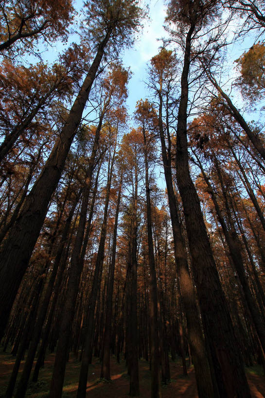 无人,公园,竖图,室外,白天,仰视,美景,秋季,树林,植物,叶子,上海,中国,亚洲,许多,阴影,光线,影子,景观,云,云朵,很多,云彩,树,树木,黄色,蓝色,白云,蓝天,天空,阳光,自然,天,景色,共青森林公园,生长,晴朗,成长,申,自然风光,杨浦区,东亚,森林公园,上海市,中华人民共和国,沪,华东地区,叶,叶片,晴空,秋,秋天,彩图,低角度拍摄,军工路,上海共青国家森林公园,shlxx1