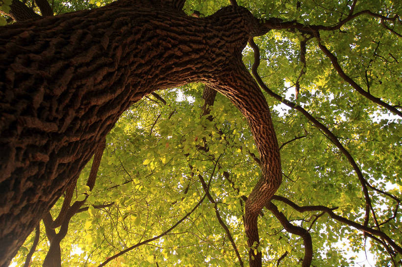 无人,公园,横图,室外,白天,仰视,美景,植物,叶子,上海,中国,亚洲,一棵,许多,阴影,光线,影子,景观,绿叶,树桩,枝条,很多,斑驳,树,树干,树木,树枝,绿色,阳光,自然,嫩叶,木桩,景色,茂密,共青森林公园,茂盛,生长,成长,申,自然风光,杨浦区,东亚,森林公园,上海市,中华人民共和国,沪,华东地区,班驳,虬枝,枝杈,叶,叶片,彩图,低角度拍摄,军工路,上海共青国家森林公园,shlxx1