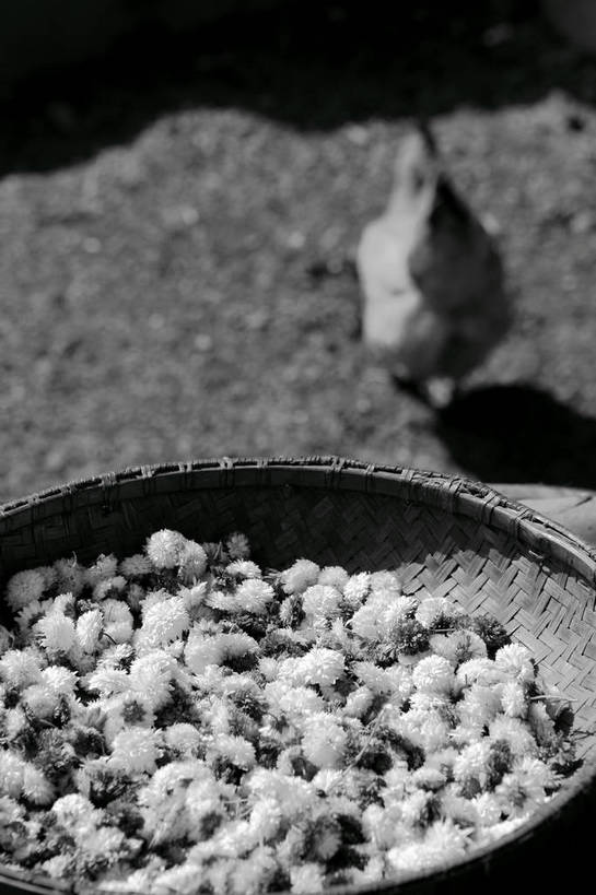 无人,站,竖图,俯视,黑白,室外,特写,白天,鸡,许多,晾晒,阴影,竹制,朦胧,模糊,盛开,光线,影子,地面,很多,花蕾,竹扁,家禽,筛子,花,花瓣,花朵,鲜花,一只,阳光,动物,花苞,花蕊,站着,菊花,牲畜,小白菊,竹编,竹制品,挑选,选择,钮扣菊,站立,高角度拍摄,全身,shlxx1