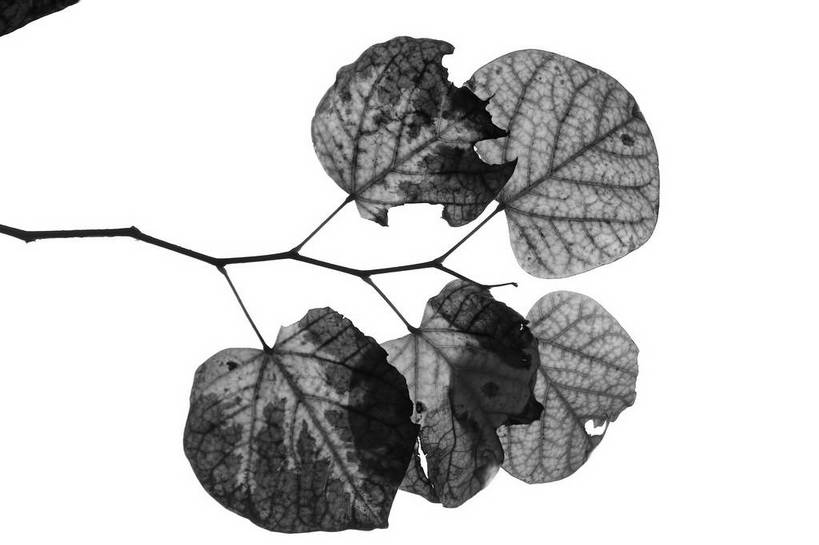 无人,横图,俯视,黑白,室内,特写,白天,白色背景,叶子,许多,阴影,反射,纹路,纹理,影子,枝条,很多,五片,树枝,摄影,影棚,摄影棚,肌理,虬枝,枝杈,叶,叶片,高角度拍摄,影棚拍摄,拍摄,shlxx1