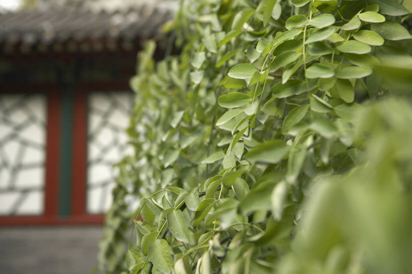 无人,寺庙,横图,室外,白天,植物,建筑,北京,中国,亚洲,房屋,历史,传统,树,绿色,风景,春天,摄影,环境,旧的,中国文化,古典风格,东亚,彩图,礼拜堂,传统文化,bj175