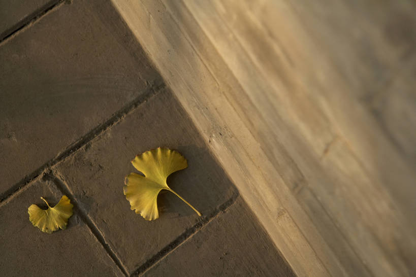 无人,横图,俯视,室外,白天,美景,植物,银杏树,北京,中国,亚洲,砖,墙,景观,小路,混凝土,地面,黎明,花,花瓣,树叶,黄色,自然,景色,摄影,自然风光,反差,东亚,远古,鸭脚树,银杏,公孙树,白果,彩图,高角度拍摄,bj175