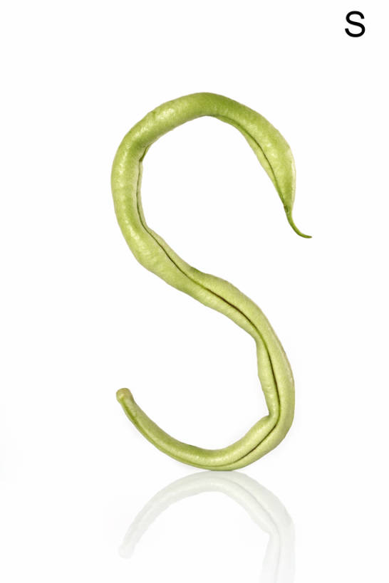 无人,白色背景,农作物,蔬菜,静物,水果,敲打,形状,反射,英文,标志,材料,文字,字符,字母,生食,食品,饮品,输入,标识,饮食,食物,饮料,自然,打字,概念,健康,成熟,摄影,有机食品,英文字母,点击,敲击,创造力,可口,清新,字母表,健康食物,豆科植物,式样,适口,想法,大写字母,按键,青豆,彩图,bj175