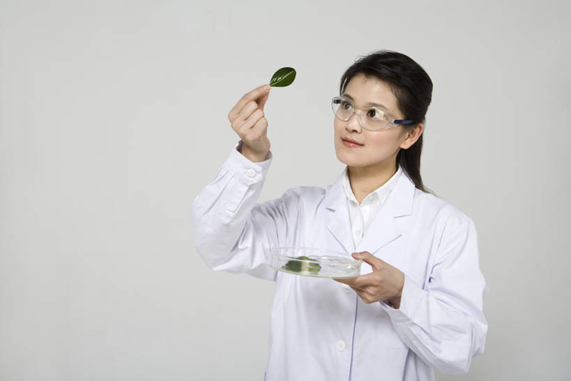 东方人,成年人,一个人,学生,医生,科学家,医院,举,微笑,横图,留白,正面,工作服,制服,快乐,幸福,信心,农业,技术,中国,亚洲,仅一个年轻女性,仅一个女性,仅一个人,握,灰色背景,检查,科学,眼镜,树叶,自然,站着,医护人员,医疗人员,职业,探索,服务,握着,摄影,生长,查看,技巧,环境,体检,专心,科学技术,享乐,关爱,手艺,防护镜,防护服,东亚,实验服,皮氏培养皿,环境保护,工作制服,贡献,技能,技艺,信任,年轻女性,女人,女性,亚洲人,中国人,年轻人,大夫,大学生,半身,彩图,影棚拍摄,工作套服,欢乐,妙技,本领,好奇心,体格检查,bj175