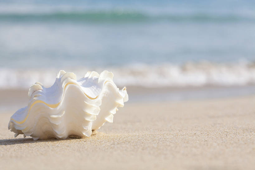 无人,横图,室外,白天,旅游,度假,海洋,美景,水,贝壳,三亚,中国,亚洲,沙子,岛,景观,娱乐,白色,自然,波浪,夏天,享受,休闲,景色,放松,摄影,自然风光,东亚,海南岛,海滩,彩图,bj175