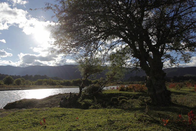 无人,横图,室外,美景,香格里拉,中国,亚洲,景观,草,树,自然,景色,摄影,自然风光,东亚,云南省,秋天,彩图,bj175