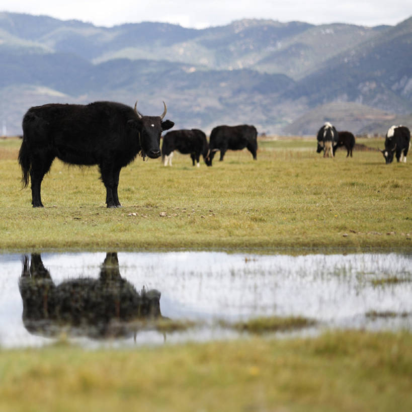 无人,方图,室外,美景,水,牛,香格里拉,中国,亚洲,景观,云,天空,自然,景色,摄影,自然风光,东亚,云南省,牦牛,彩图,bj175