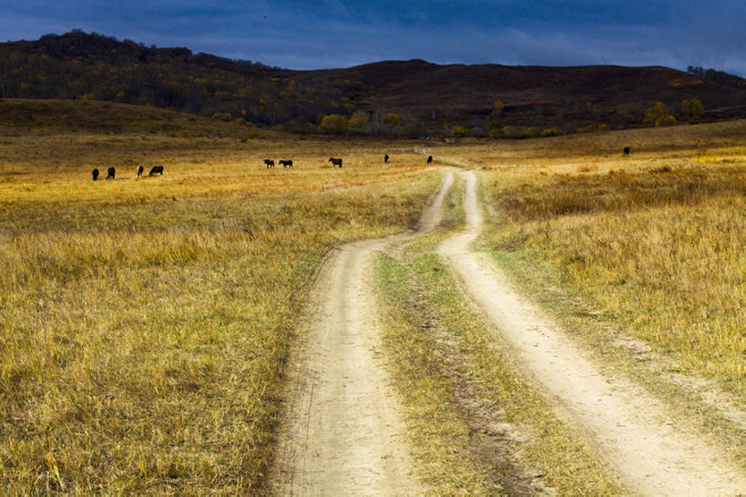 无人,吃,横图,室外,白天,旅游,度假,山,路,马,坝上,中国,亚洲,地形,娱乐,草,天空,自然,享受,休闲,放松,摄影,东亚,内蒙古,嚼,食,彩图,bj175