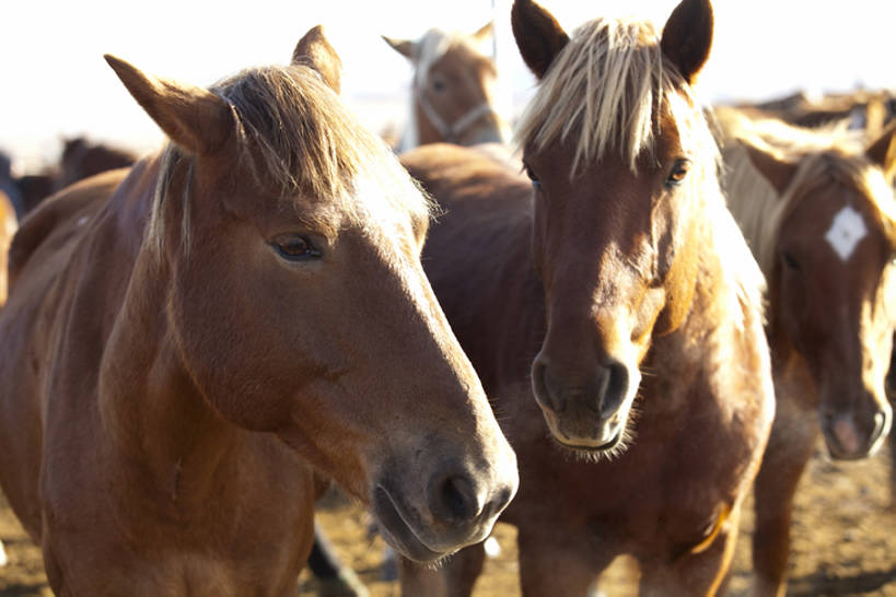 无人,农场,横图,室外,白天,旅游,度假,畜牧业,牧场,美景,马,坝上,中国,亚洲,地形,景观,娱乐,自然,享受,休闲,景色,放松,摄影,关爱,自然风光,东亚,内蒙古,畜牧,牧业,彩图,深情,bj175