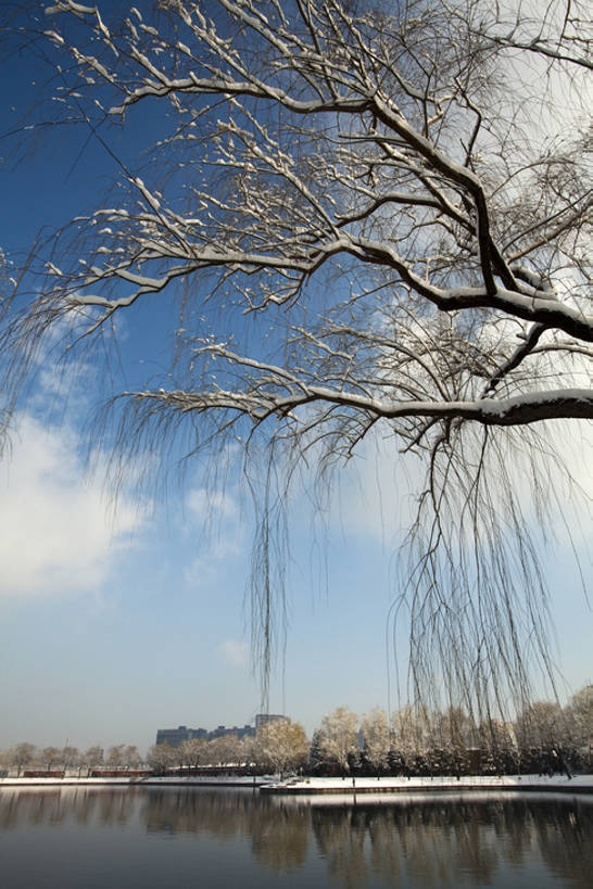 无人,公园,竖图,室外,白天,湖,美景,雪,柳树,北京,中国,亚洲,覆盖,池塘,结冰,景观,云,冬天,垂柳,树,蓝色,风景,天空,自然,景色,寒冷,冷,摄影,宁静,自然风光,东亚,朝阳区,彩图,红领巾公园,bj175