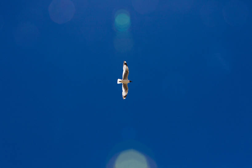 无人,横图,室外,白天,留白,镜头眩光,自由,美景,海鸥,鸟,野生动物,中国,亚洲,景观,半空,飞,一只,蓝色,风景,蓝天,天空,自然,动物,景色,摄影,宁静,环境,自然风光,东亚,罕见,荒僻,偏僻,偏远,冷僻,彩图,bj175