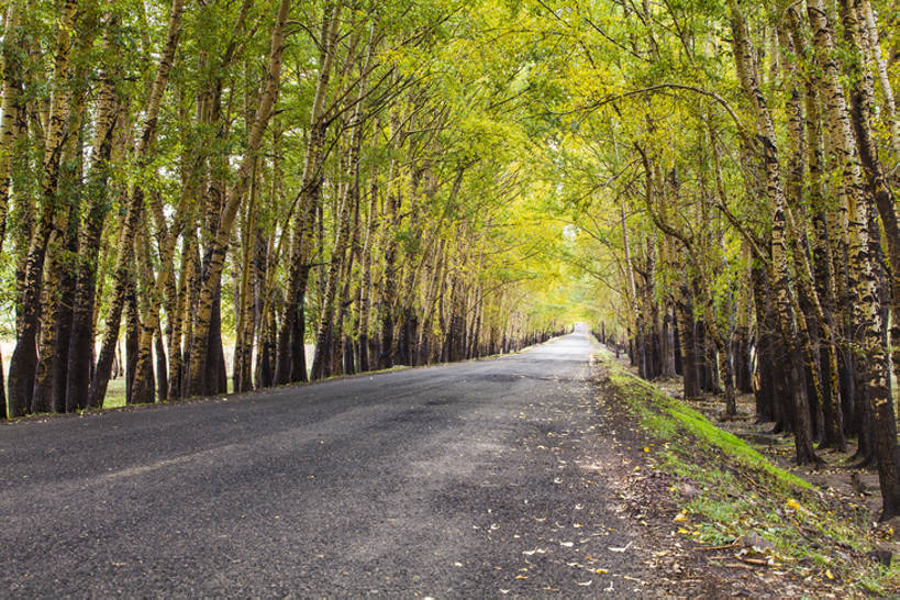 无人,横图,室外,白天,旅游,度假,美景,森林,树林,植物,标志建筑,道路,地标,高速公路,建筑,路,中国,亚洲,直线,景观,路边,建筑群,小路,车道,交通,娱乐,建设,草,树,绿色,风景,自然,享受,休闲,景色,放松,季节,茂密,摄影,白桦,茂盛,生长,宁静,柏油路,环境,生态,自然风光,沥青,东亚,河北省,张家口,秋天,彩图,没影点,旅行,汽车广告背景图,张北县,bj175