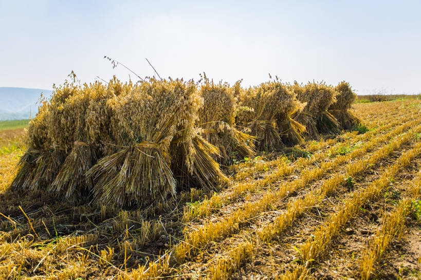 无人,横图,室外,白天,旅游,度假,农业,农作物,美景,植物,日光,中国,亚洲,种植,地平线,景观,陆地,田地,谷类,地面,娱乐,捆,黄色,蓝色,风景,蓝天,天空,自然,享受,休闲,景色,成熟,放松,季节,摄影,收获,宁静,环境,自然风光,东亚,地貌,河北省,张家口,莜麦,彩图,金子,广角,张北县,bj175