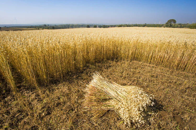 无人,横图,室外,白天,旅游,度假,农业,农作物,美景,植物,日光,中国,亚洲,种植,地平线,景观,陆地,泥土,田地,谷类,地面,娱乐,黄色,蓝色,风景,蓝天,天空,自然,享受,休闲,景色,成熟,放松,季节,摄影,生长,收获,宁静,环境,自然风光,东亚,地貌,河北省,张家口,莜麦,彩图,金子,广角,张北县,bj175