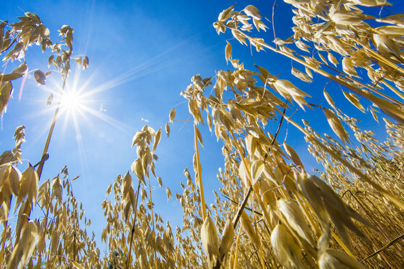 无人,横图,室外,特写,白天,镜头眩光,仰视,旅游,度假,农业,农作物,美景,太阳,植物,日光,中国,亚洲,种植,景观,田地,谷类,娱乐,黄色,蓝色,风景,蓝天,天空,自然,享受,休闲,景色,成熟,放松,季节,摄影,生长,收获,宁静,环境,自然风光,逆光,东亚,河北省,张家口,莜麦,彩图,低角度拍摄,金子,张北县,bj175