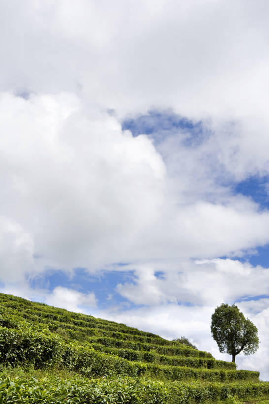 无人,竖图,室外,白天,留白,农业,梯田,美景,叶子,亚洲,种植,瓷器,景观,田地,云,茶叶,树,绿色,风景,天空,自然,景色,茂密,茂盛,宁静,环境,自然风光,东亚,种植园,云南省,罕见,荒僻,偏僻,偏远,冷僻,彩图,传统文化,bj175