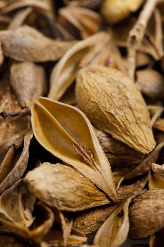 无人,竖图,连翘,静物,北京,中国,亚洲,药,干燥,食品,草药,饮食,饮料,干花,摄影,有机食品,影棚,多样,医疗,中国文化,摄影棚,营养品,中医,东亚,健康食物,青翘,落翘,连壳,黄奇丹,黄花条,彩图,影棚拍摄,拍摄,传统文化,bj175