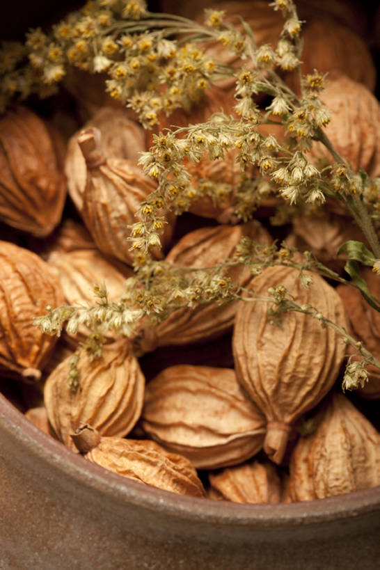 无人,竖图,特写,留白,静物,许多,干燥,香料,食品,很多,饮食,彩图,砂仁,香砂,bj175