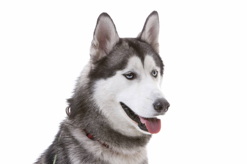 脸,头,脸颊,无人,横图,白色背景,正面,纯洁,宠物,狗,亚洲,肩膀,一只,动物,可爱,童年,童趣,哈士奇,哈士奇犬,摄影,影棚,摄影棚,西伯利亚雪橇犬,雪橇犬,童真,烂漫,无邪,忠诚,哈士奇狗,西伯利亚哈士奇,天真,头部,脸部,脸蛋,面部,犬,彩图,影棚拍摄,拍摄,西伯利亚犬,bj175