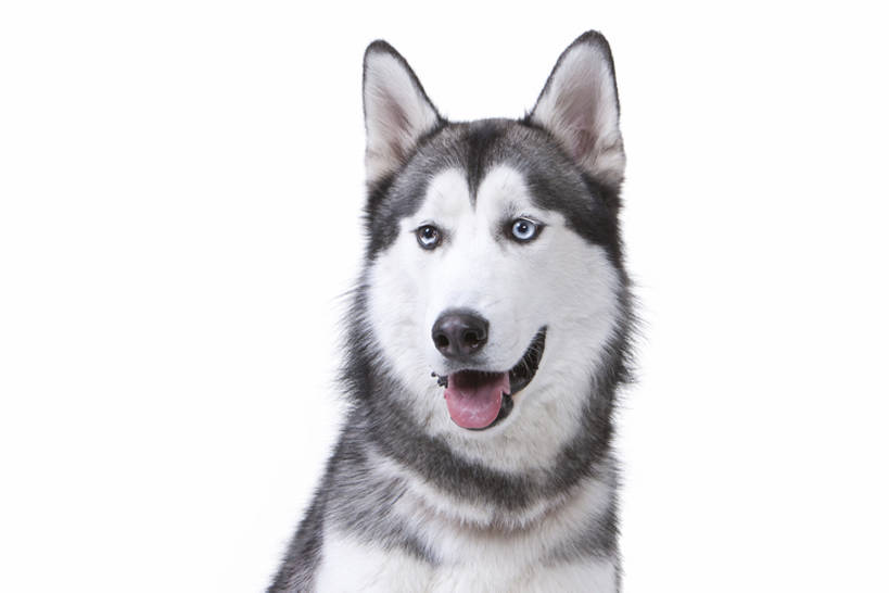 脸,头,脸颊,无人,横图,特写,白色背景,正面,纯洁,宠物,狗,亚洲,肩膀,一只,动物,家畜,可爱,童年,童趣,哈士奇,哈士奇犬,摄影,影棚,摄影棚,西伯利亚雪橇犬,雪橇犬,童真,烂漫,无邪,忠诚,哈士奇狗,西伯利亚哈士奇,天真,头部,脸部,脸蛋,面部,犬,彩图,影棚拍摄,拍摄,西伯利亚犬,bj175