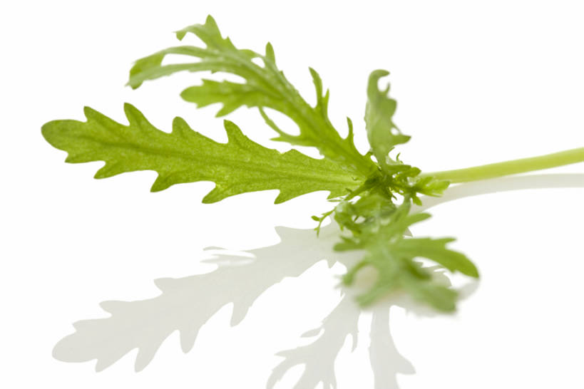 无人,横图,特写,留白,白色背景,农业,蔬菜,静物,叶子,准备,反射,食品,饮品,饮食,食物,饮料,绿色,摄影,有机食品,简单,可口,清新,健康食物,纯净,茼蒿,适口,彩图,影棚拍摄,bj175