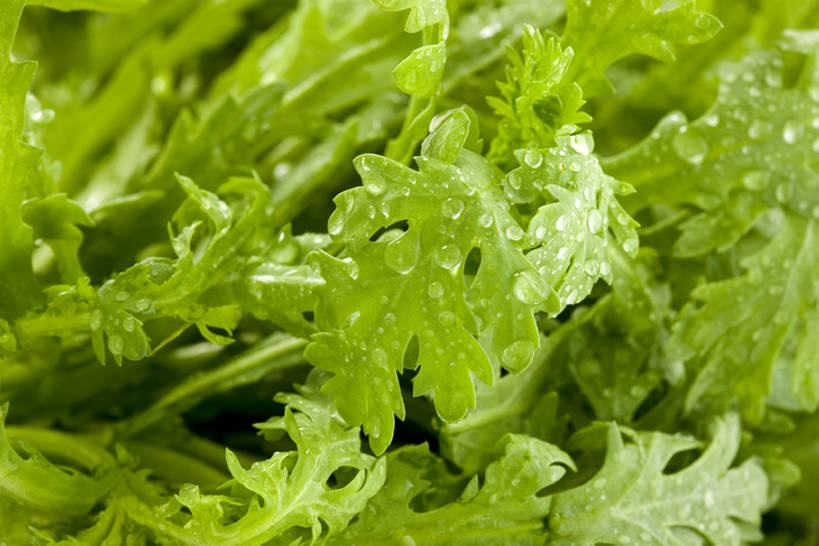 无人,横图,特写,农业,蔬菜,静物,叶子,湿,准备,堆叠,水滴,食品,茎,饮品,干净,饮食,食物,饮料,绿色,摄影,有机食品,简单,可口,清新,健康食物,纯净,茼蒿,适口,彩图,全画面,全框架,全帧,影棚拍摄,全画幅,bj175