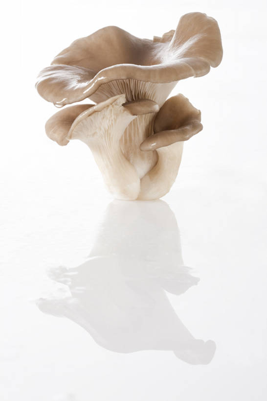 无人,竖图,特写,留白,白色背景,农业,蔬菜,静物,北京,亚洲,准备,反射,蘑菇,生食,食品,饮品,饮食,食物,饮料,健康,食用菌,摄影,有机食品,蚝蘑,简单,膳食,可口,清新,东亚,健康食物,纯净,适口,彩图,影棚拍摄,bj175