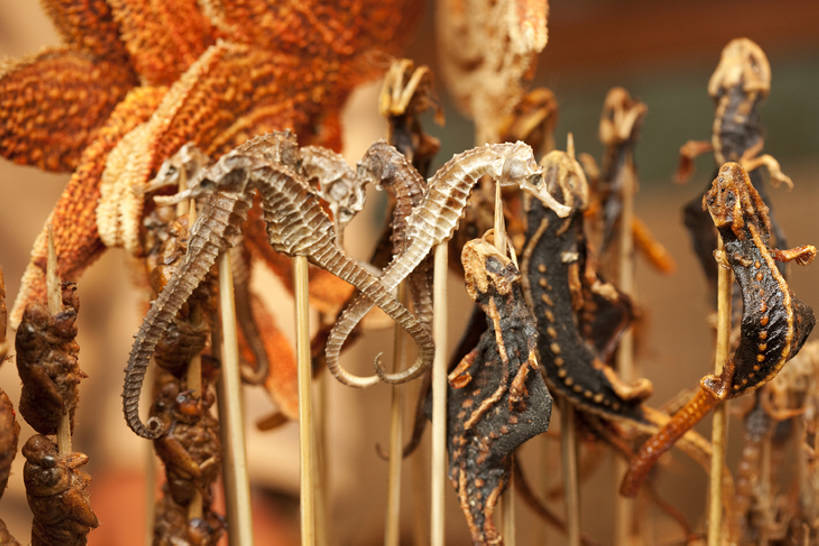 点心,无人,横图,特写,壁虎,蝉,海星,静物,北京,中国,亚洲,丰富,昆虫,油炸,美味,食品,饮品,串,货摊,小吃,饮食,竹签,食物,特产,饮料,零售,诱惑,摄影,多样,海马,风格,膳食,可口,蝗虫,中国文化,选择,东亚,羊肉串,东亚文化,取食签,零售店,适口,烤串,海产,彩图,传统文化,街市,bj175