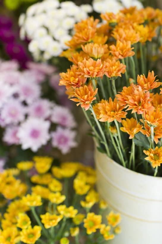 无人,花店,商店,竖图,室内,特写,白天,植物,静物,北京,中国,亚洲,丰富,鲜艳,雏菊,花,花朵,自然,菊花,零售,摄影,多样,清新,东亚,桔子,彩图,bj175