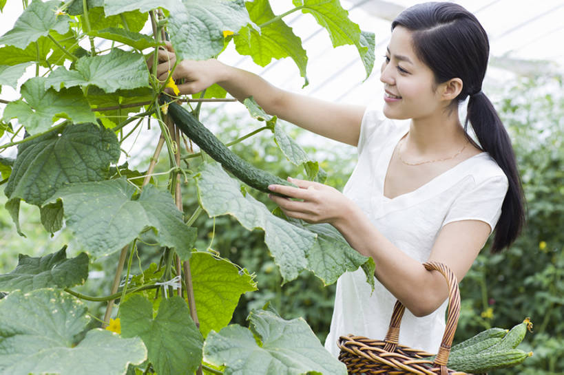 东方人,成年人,一个人,菜园,农田,农场,笑,微笑,露齿笑,横图,室外,白天,正面,旅游,度假,快乐,幸福,农业,庄稼,农作物,采摘,美景,植物,黄瓜,蔬菜,北京,中国,亚洲,仅一个年轻女性,仅一个女性,仅一个人,握,工作,篮子,景观,园艺,食品,饮品,温室,休闲装,娱乐,现代,饮食,农庄,树叶,食物,饮料,绿色,自然,夏天,看,站着,享受,休闲,健康,短袖,景色,放松,活力,季节,握着,摄影,有机食品,生长,生活方式,收获,环境,享乐,可口,清新,自然风光,爱好,户外活动,逆光,东亚,健康食物,适口,无忧无虑,年轻女性,女人,女性,亚洲人,中国人,年轻人,休闲活动,半身,彩图,欢乐,耕地,庄稼田,bj175