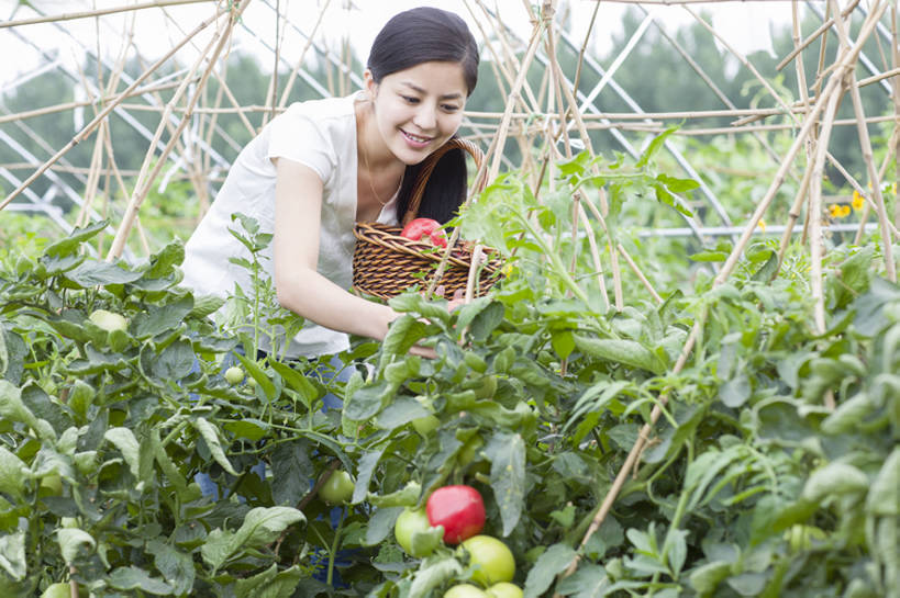 东方人,成年人,一个人,菜园,农田,农场,笑,微笑,露齿笑,横图,室外,白天,正面,旅游,度假,快乐,幸福,农业,庄稼,农作物,采摘,美景,植物,蔬菜,西红柿,北京,中国,亚洲,仅一个年轻女性,仅一个女性,仅一个人,弯腰,握,工作,篮子,景观,园艺,食品,饮品,温室,休闲装,娱乐,现代,饮食,农庄,树叶,食物,饮料,绿色,自然,夏天,看,站着,享受,休闲,健康,短袖,景色,放松,活力,季节,握着,摄影,有机食品,生长,生活方式,收获,环境,享乐,可口,清新,自然风光,爱好,户外活动,东亚,健康食物,适口,无忧无虑,年轻女性,女人,女性,亚洲人,中国人,年轻人,休闲活动,彩图,欢乐,耕地,庄稼田,bj175
